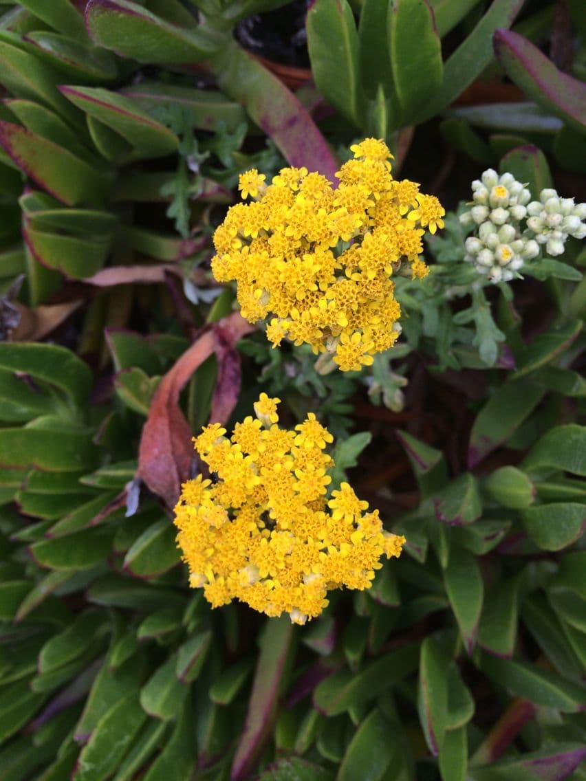Eriophyllum 4