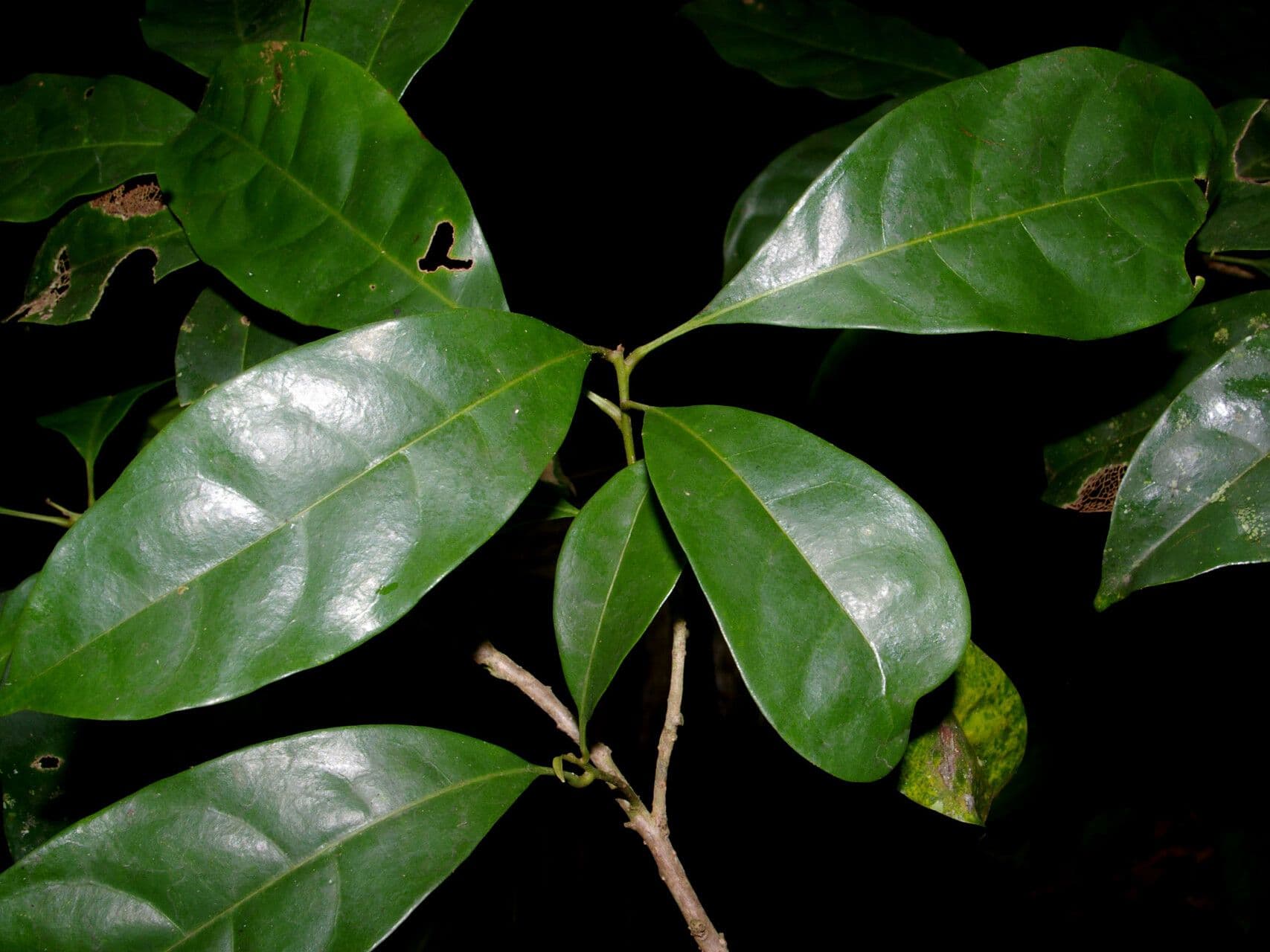 Meliosma 2