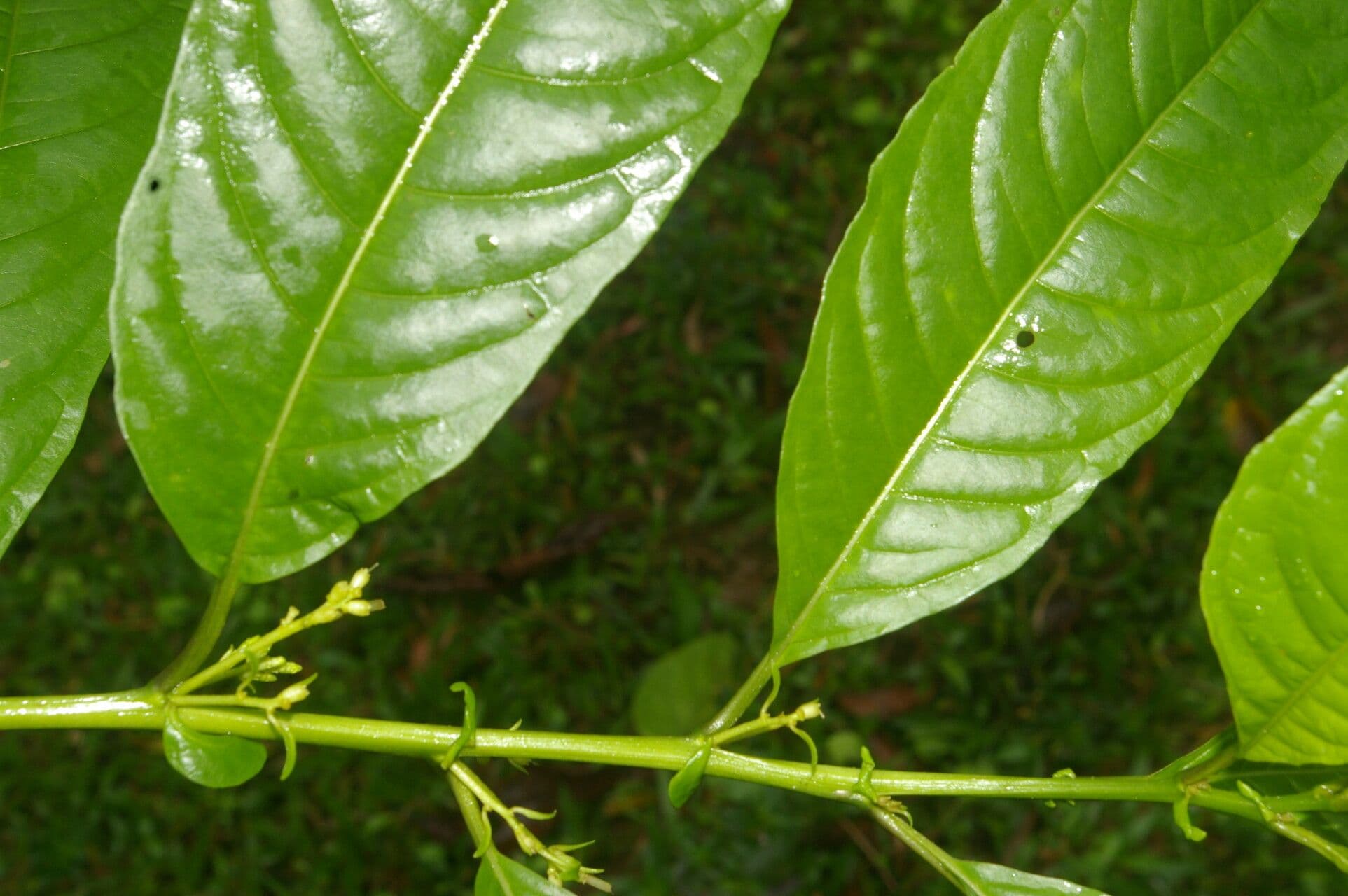 Cestrum strapcovité 14