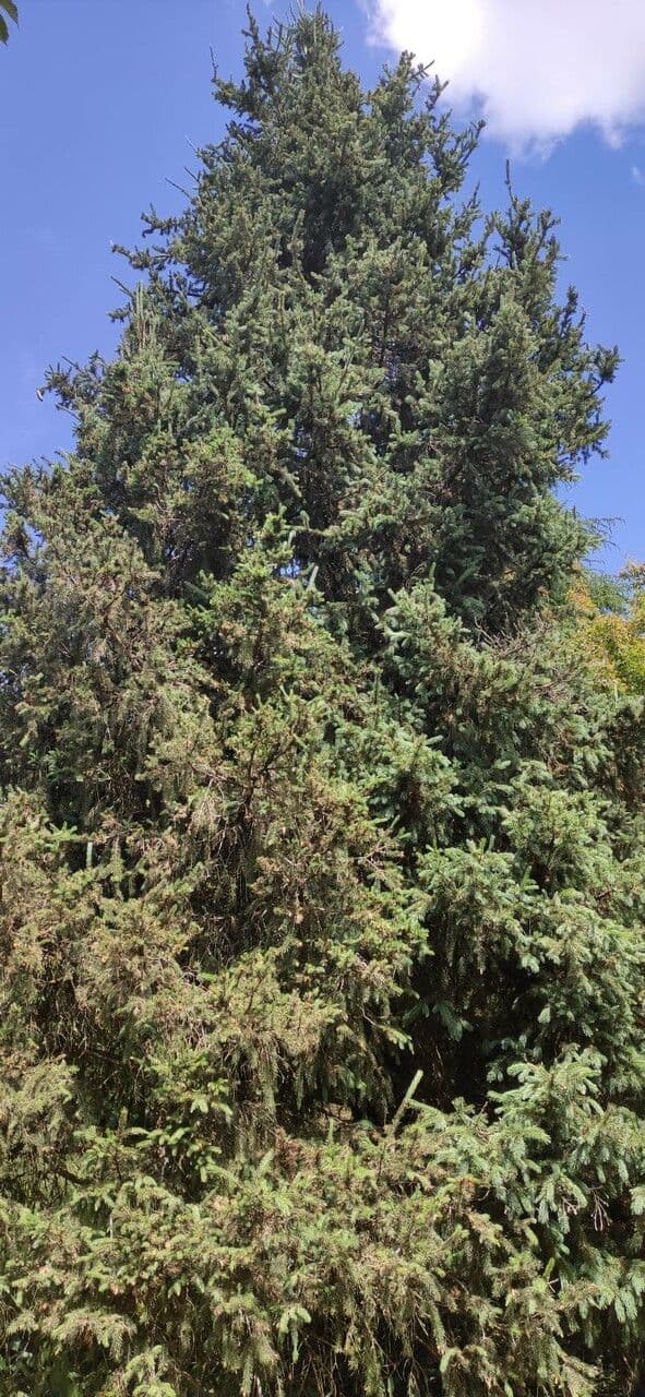 Abete di Morinda 4