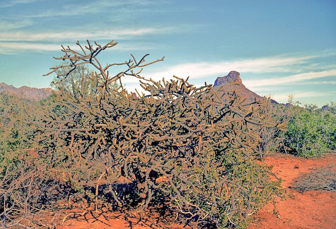 Cactus