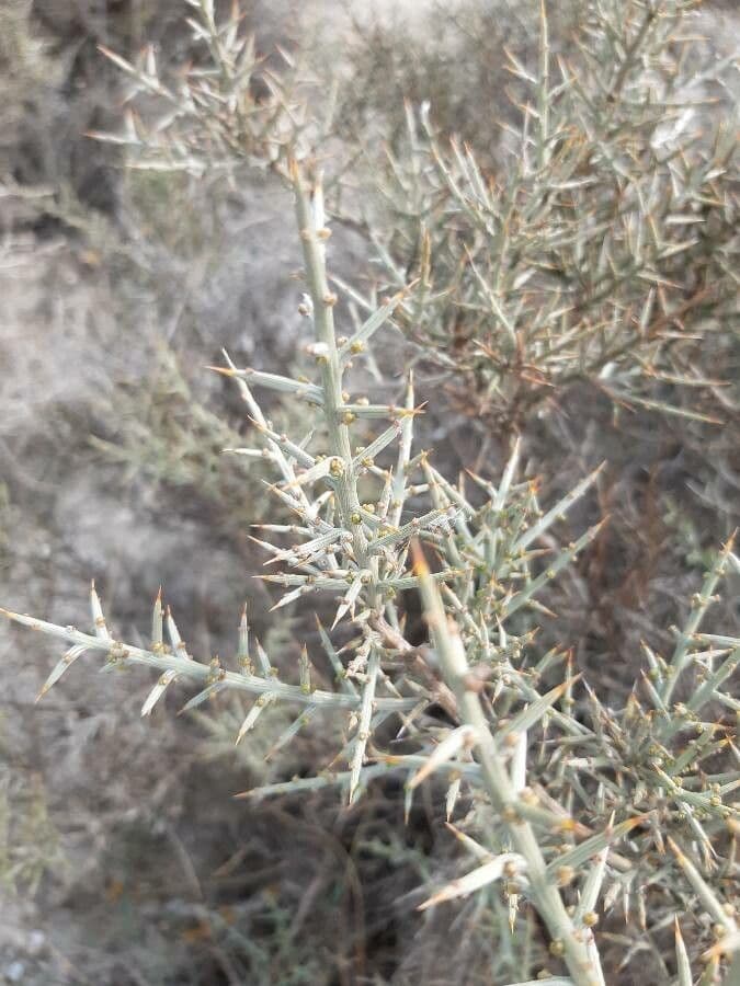 Ginestra spinosa 19