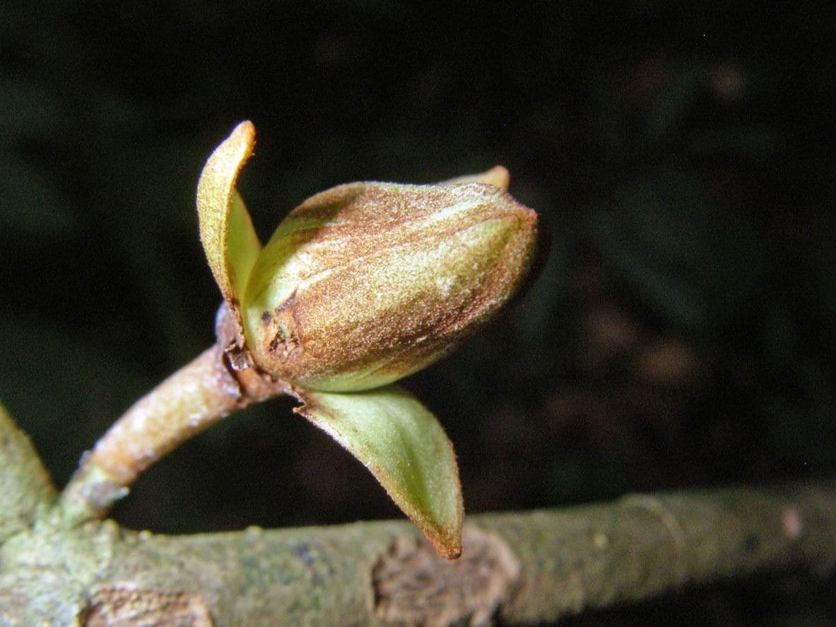 Anaxagorea 12