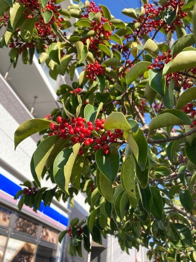 Ilex rotunda 3