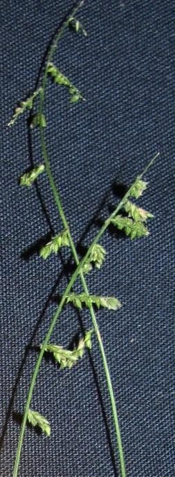 Panic herbe 2
