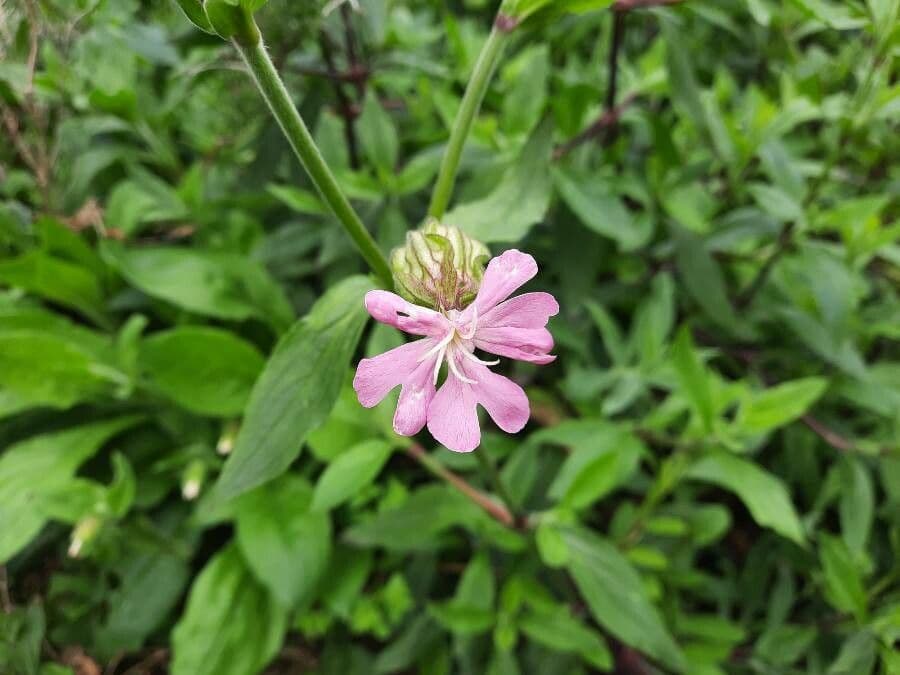 Silene převislá 6