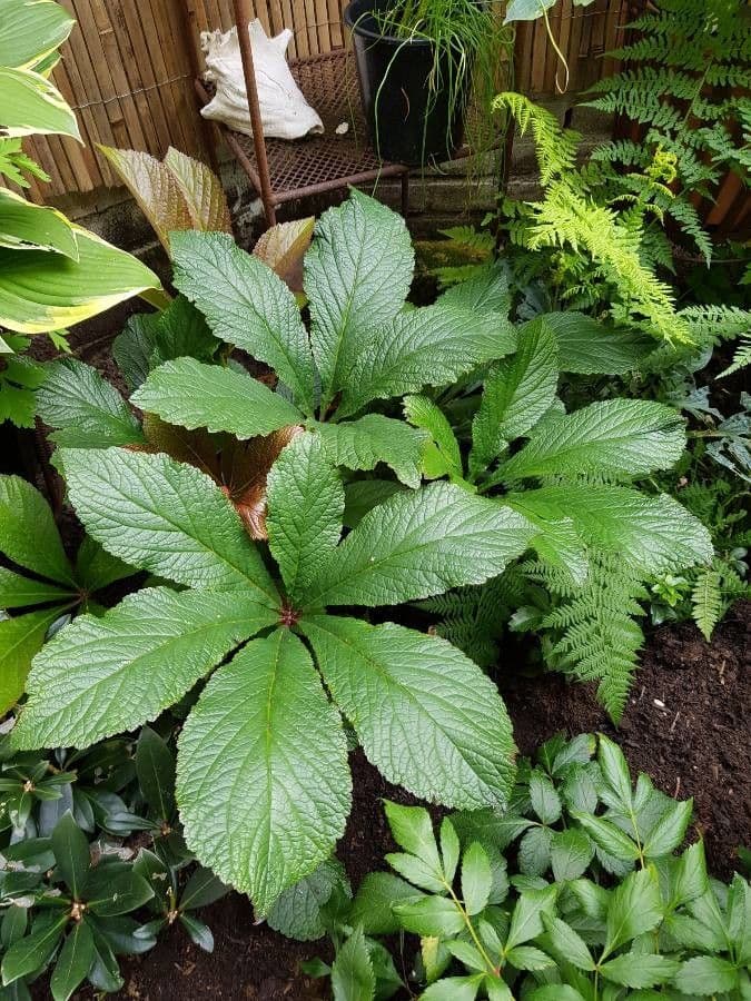 Rodgersia 16