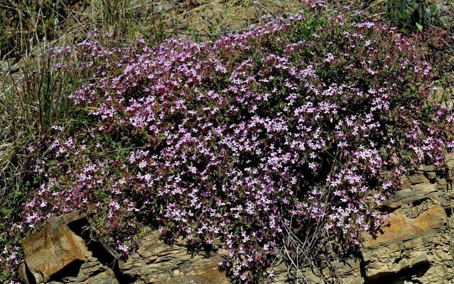 Saponaria rossa 21