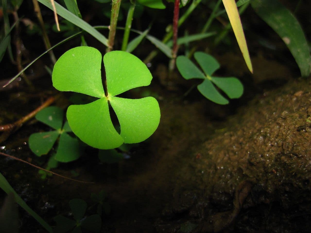 Marsilea velkonohá 2