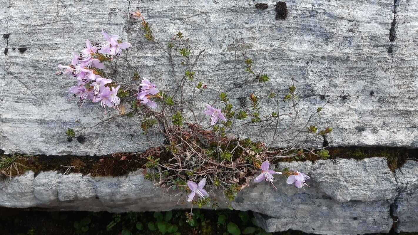 Rhodothamnus 9