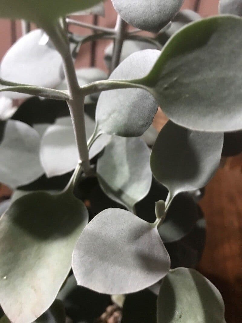 Kalanchoe 10
