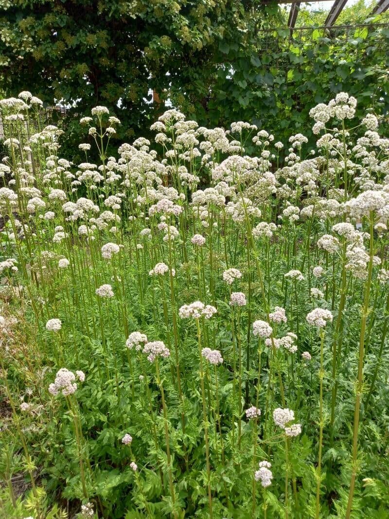Valeriana comune 13