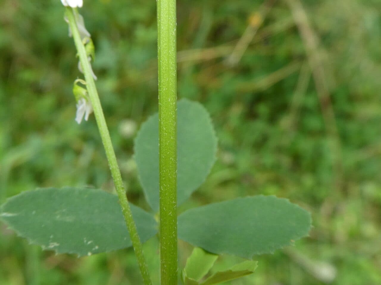 Weißer Steinklee 23