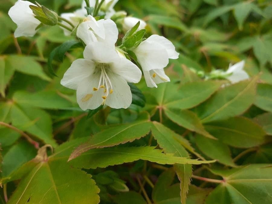 Polemonium 5