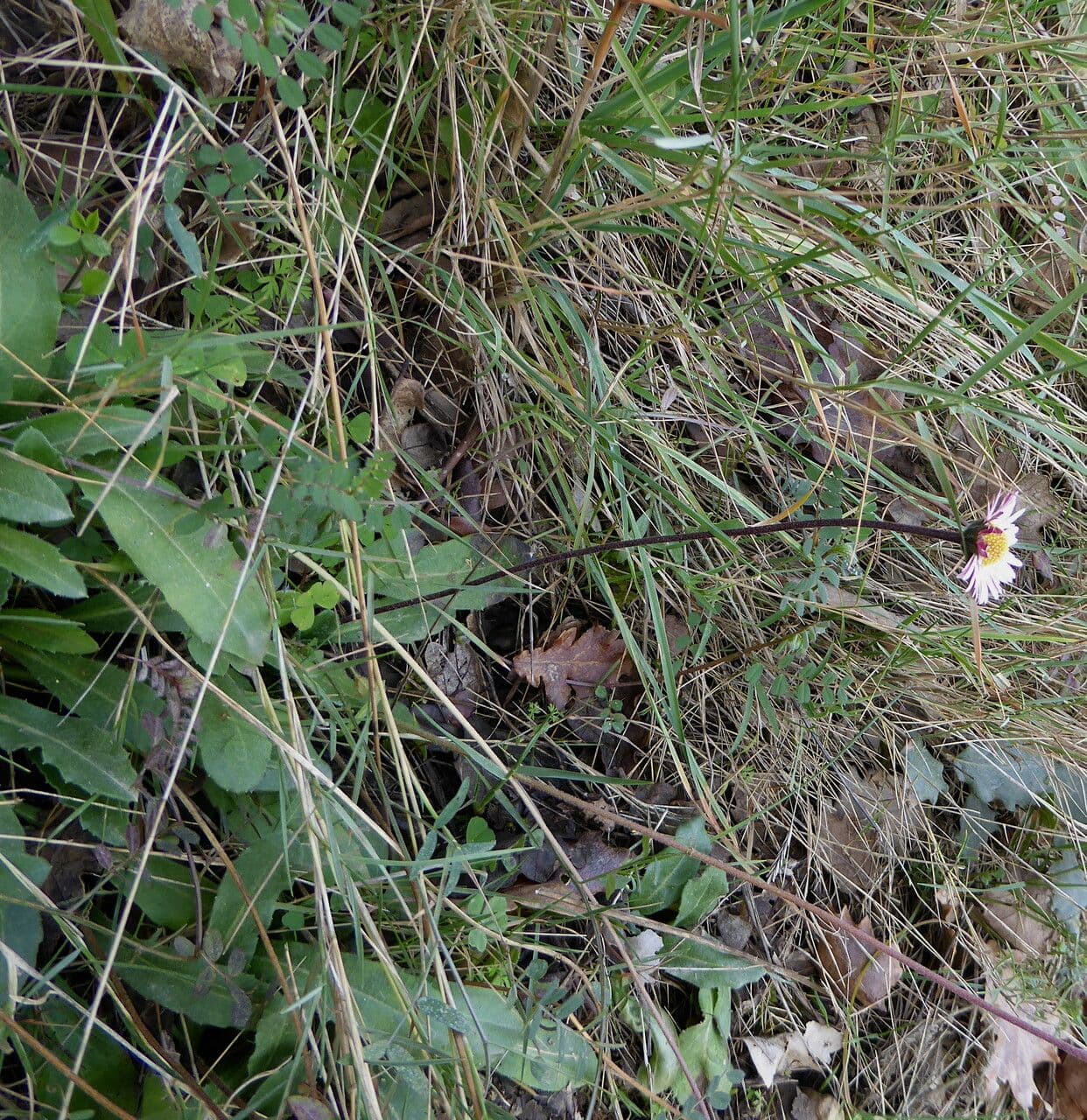 Margherita selvatica 22