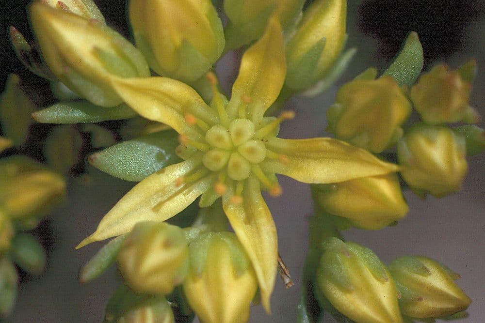 Schmalblättriger Mauerpfeffer 6