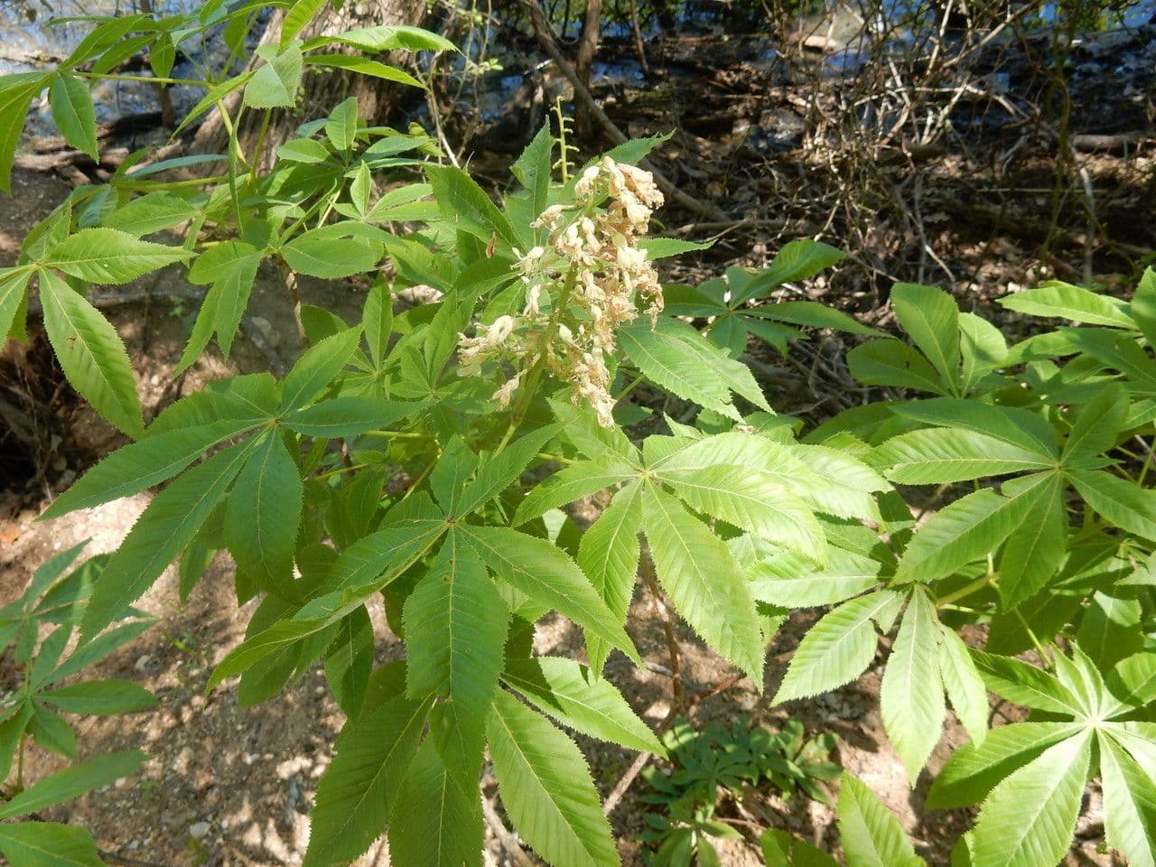 Ippocastano dell'Ohio 12