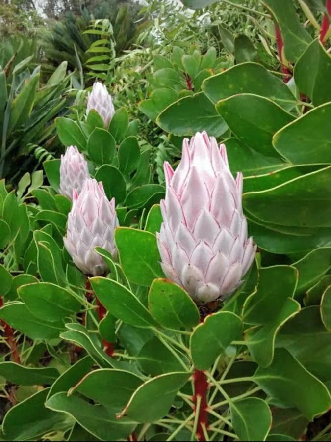 Protea carciofoide 15