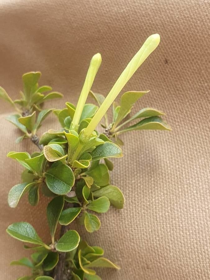 Turraea 4