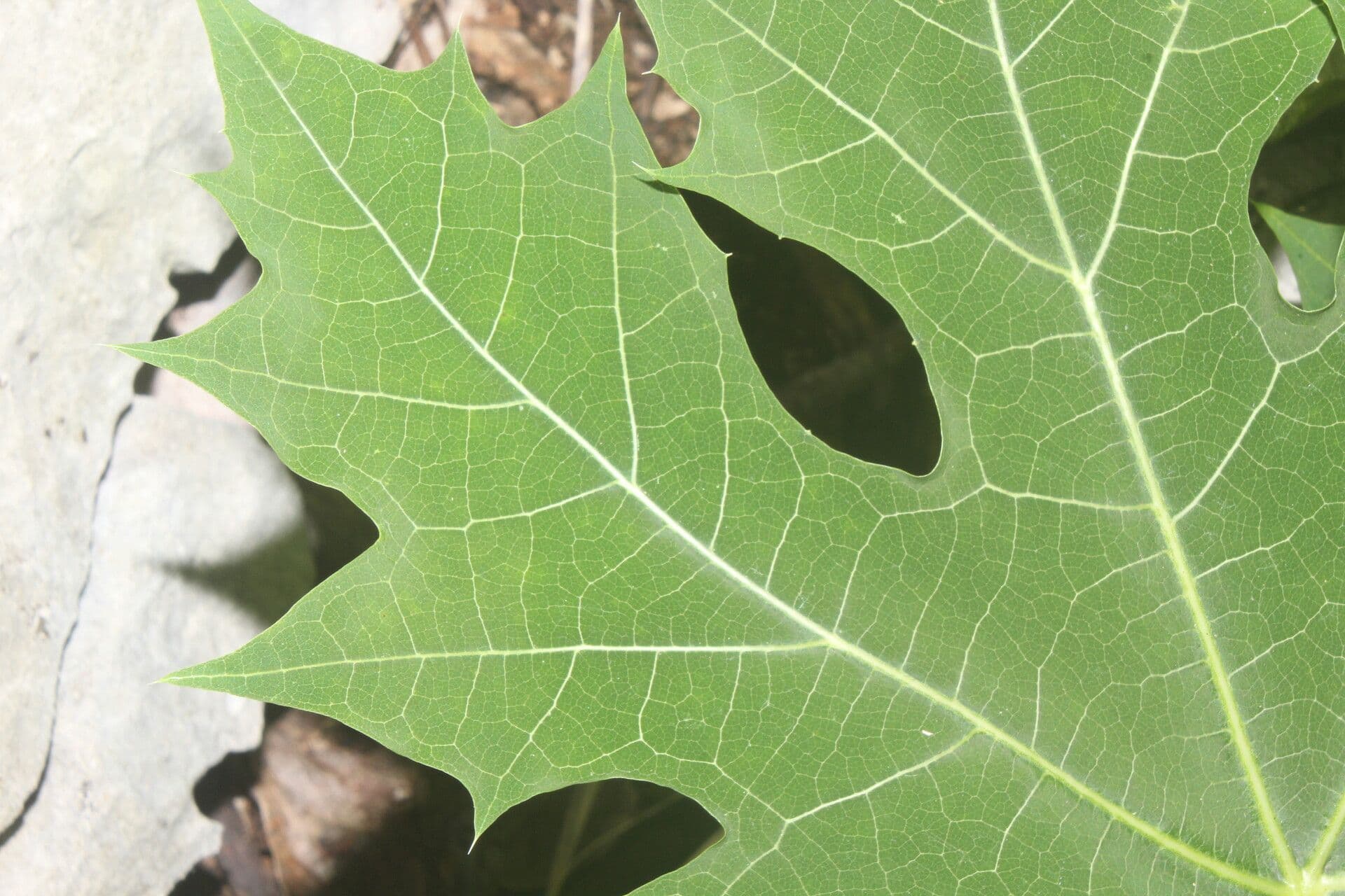 Cnidoscolus 6