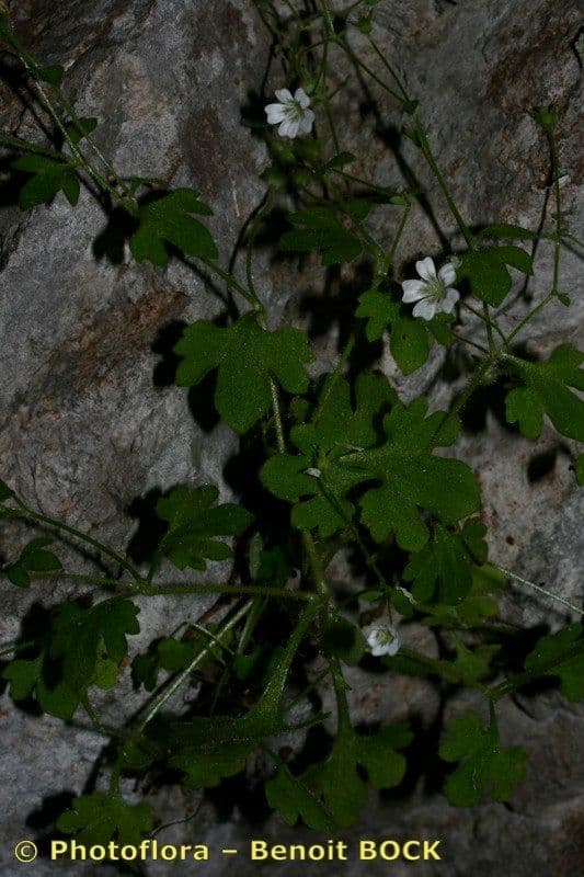 Steinbrech 8