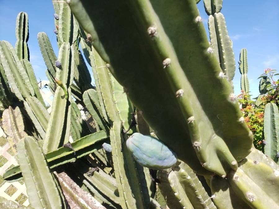 Cactus 3