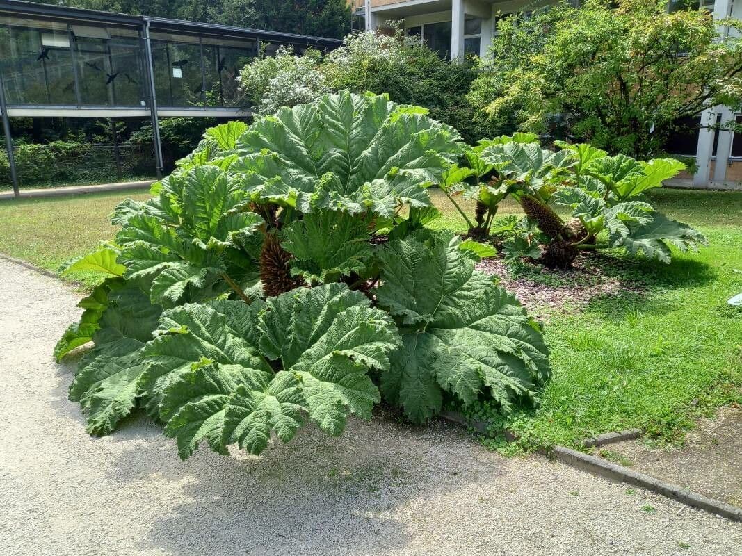 Gunnera tinctoria 13