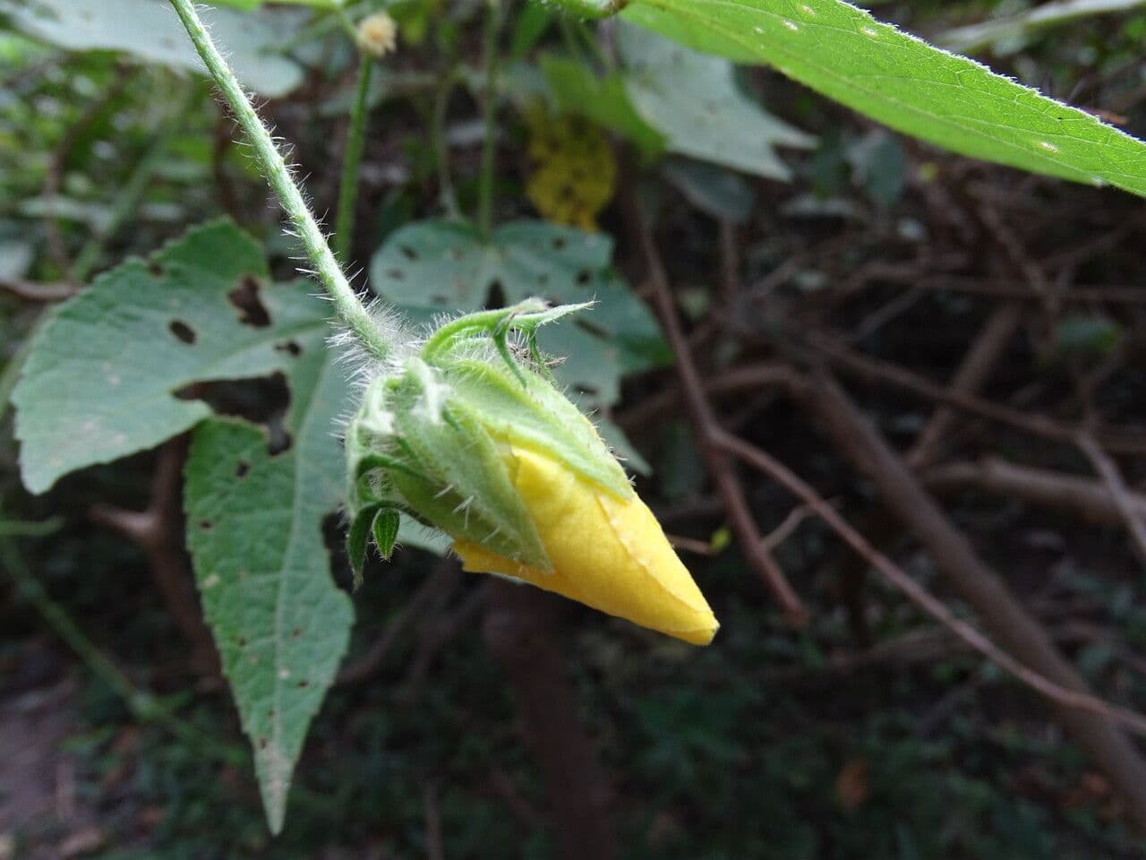 Hibiscus 2