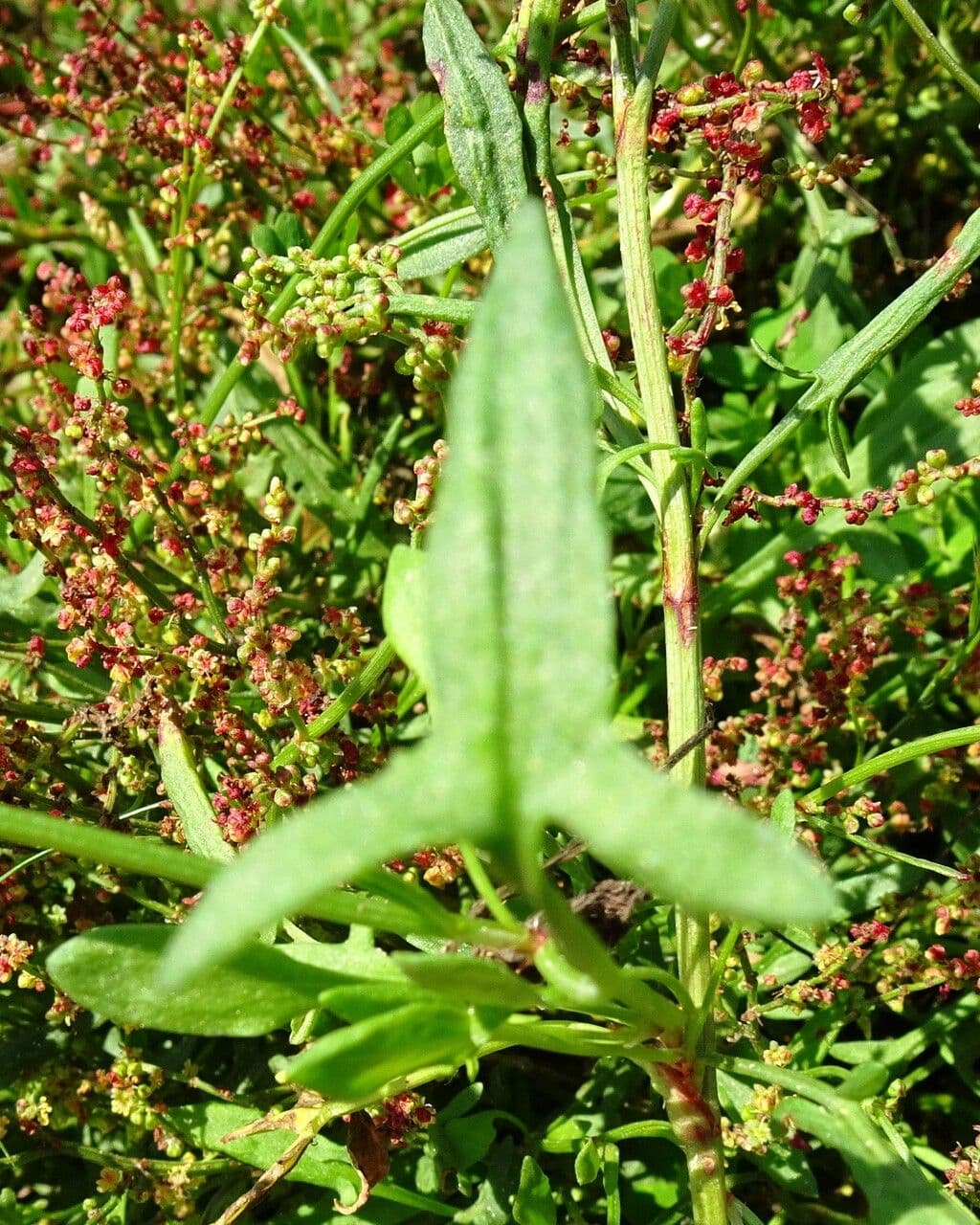 Acetosella 20