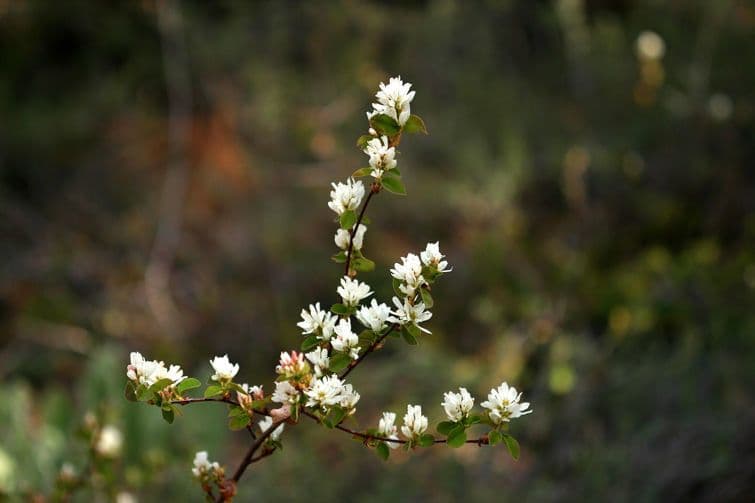 Amelanchier 6