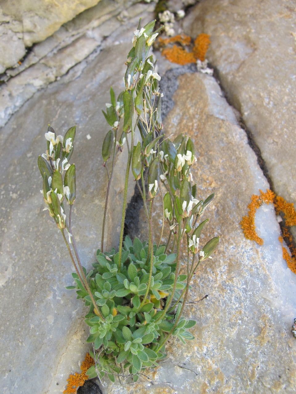 Draba douteuse 14