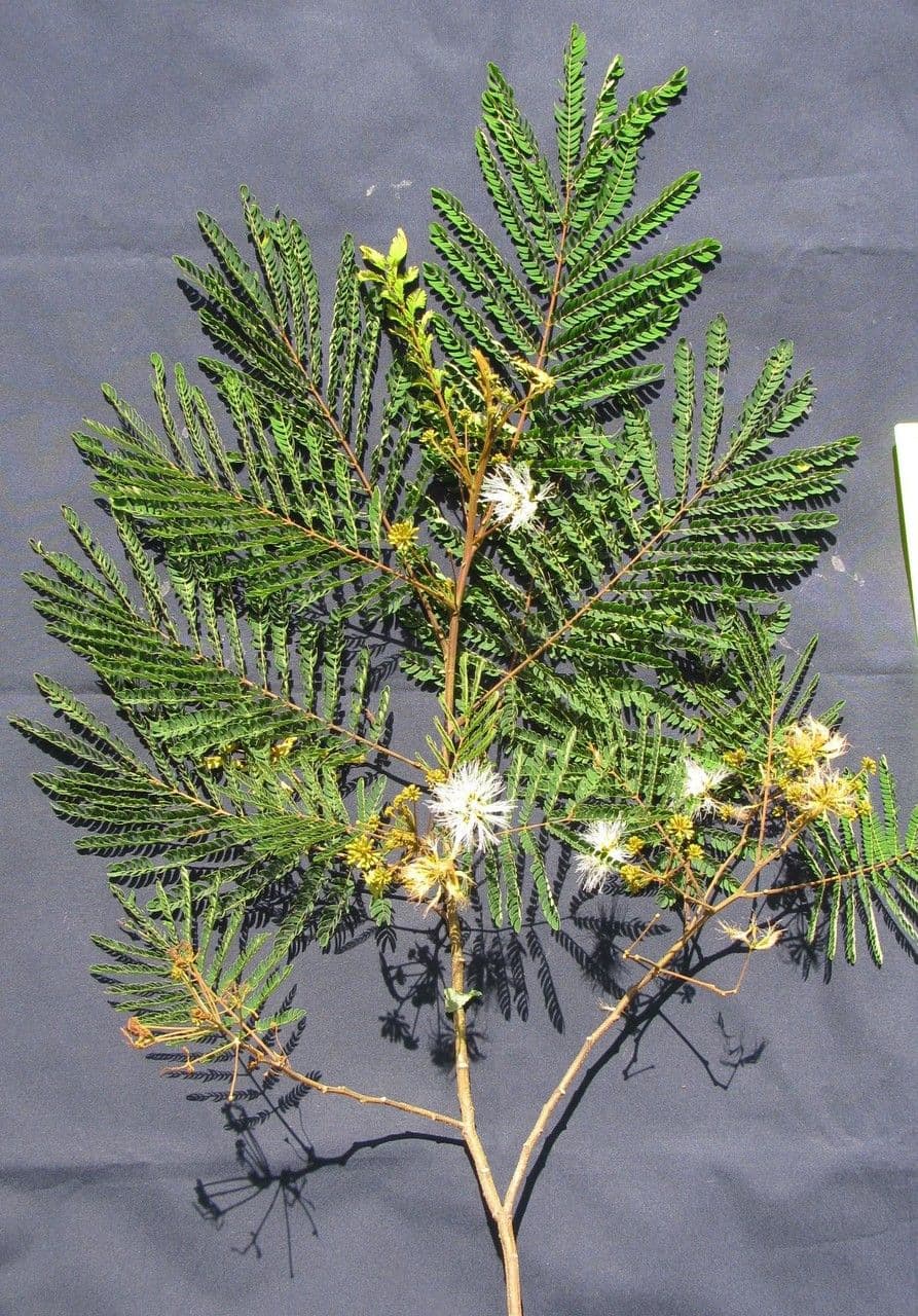 Albizia carbonaria 26