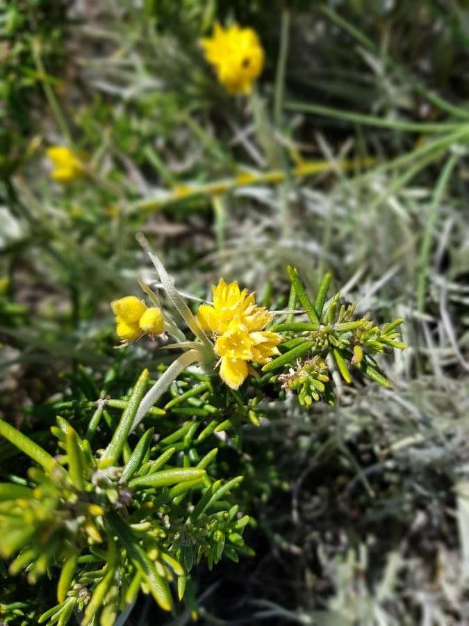 Olearia costera 2