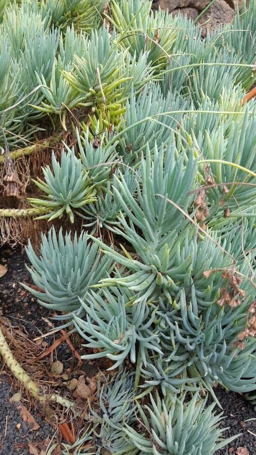 Dudleya 10
