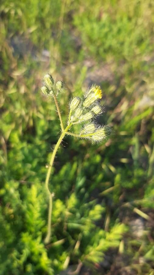 Pilosella caespitosa