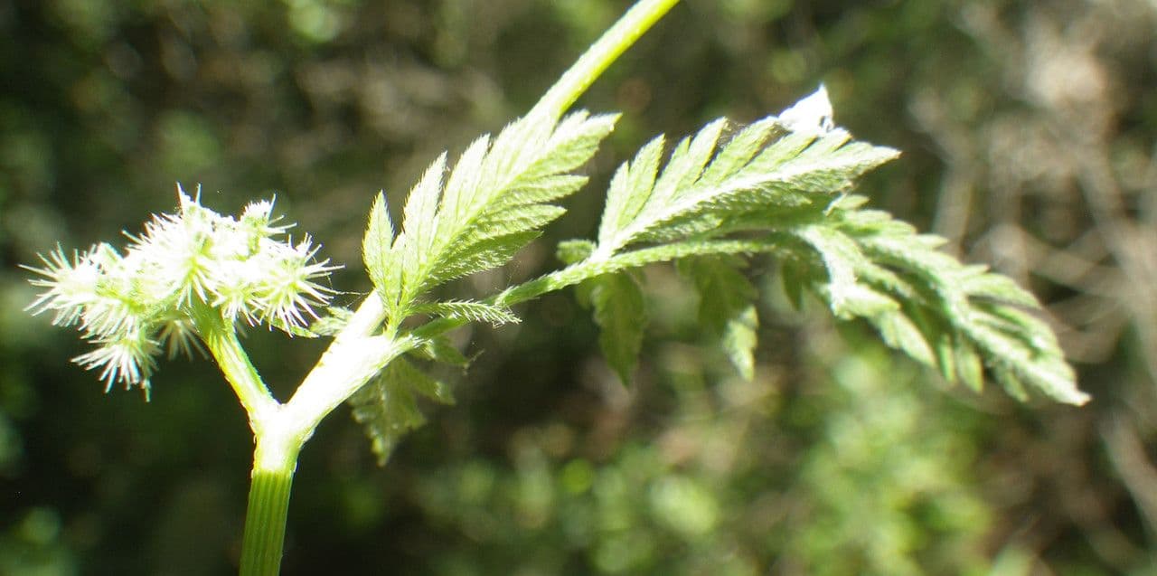 Succowia balearica 19