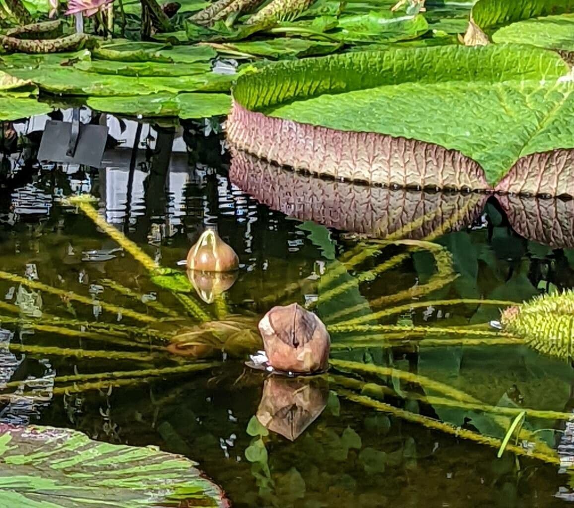 Kreuzblättrige Seerose 9