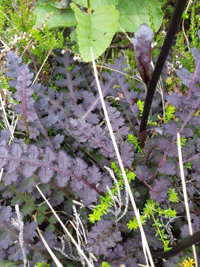 Pedicularis sceptrum-carolinum 9