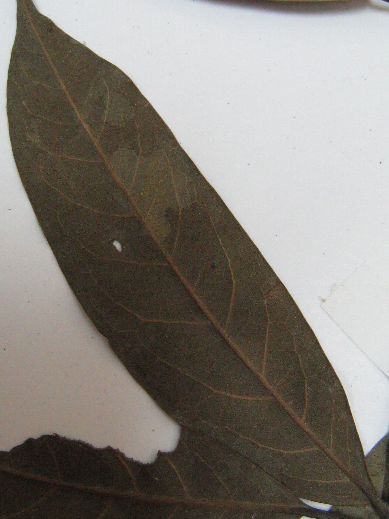 Ocotea cujumary 3