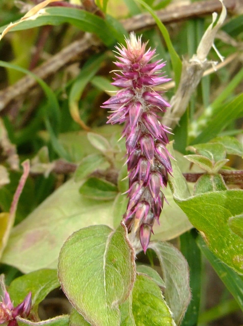 Achyranthes aspera 9