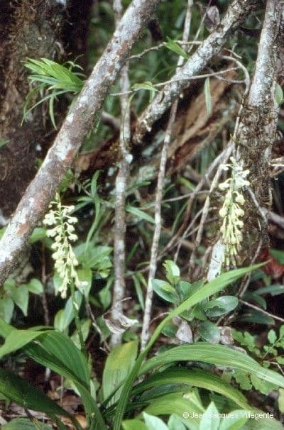 Calanthe di Balansa 9