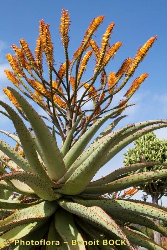 Transvaal-Aloe 19