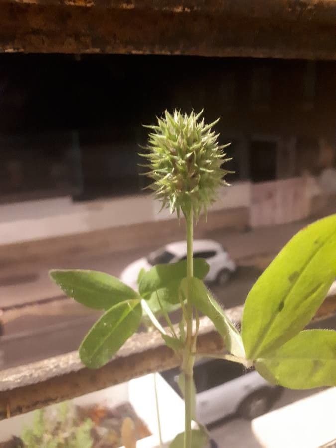 Teasel clover 13