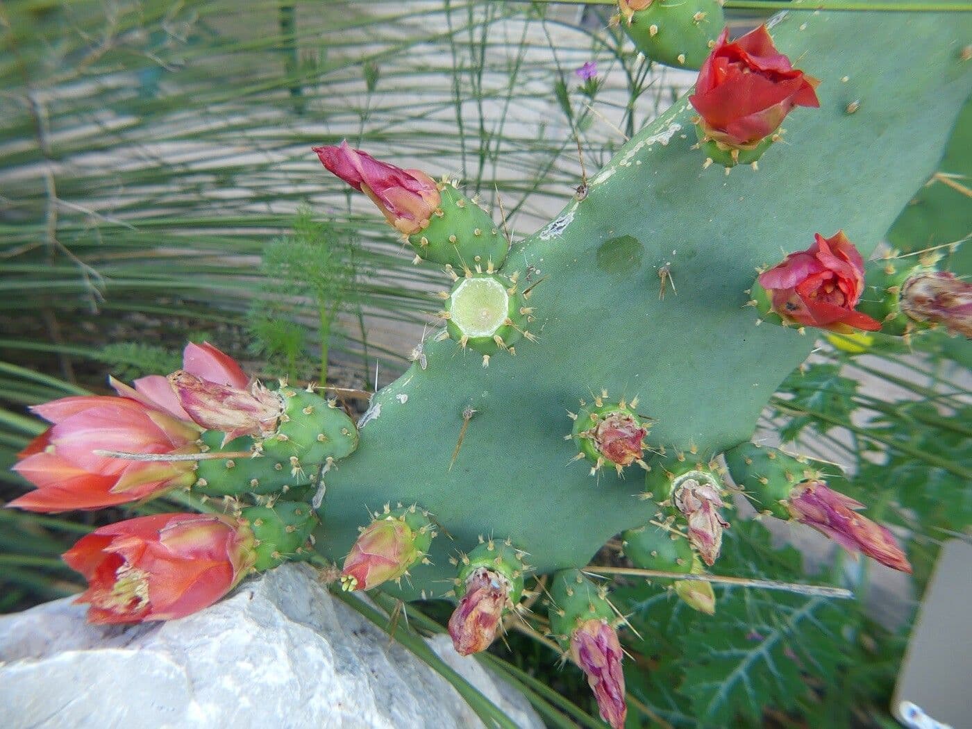 Opuntia alta 11