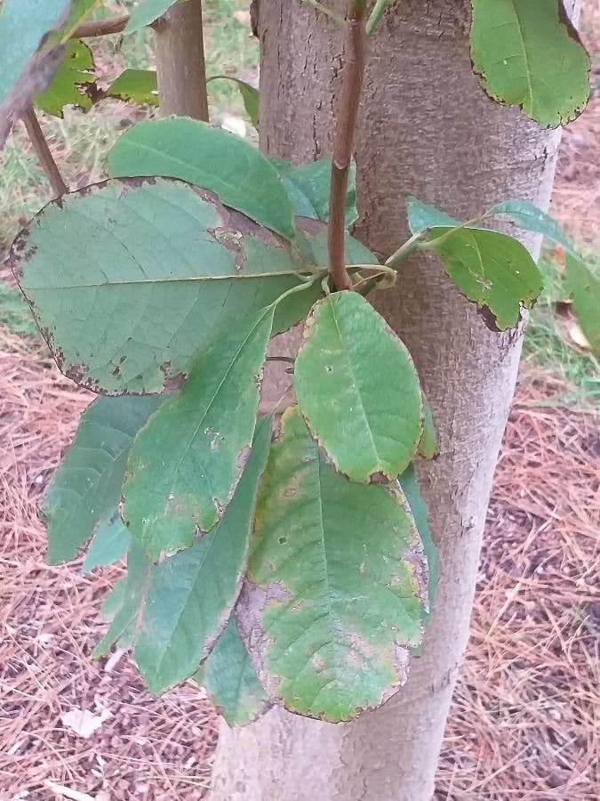 Magnolia 2