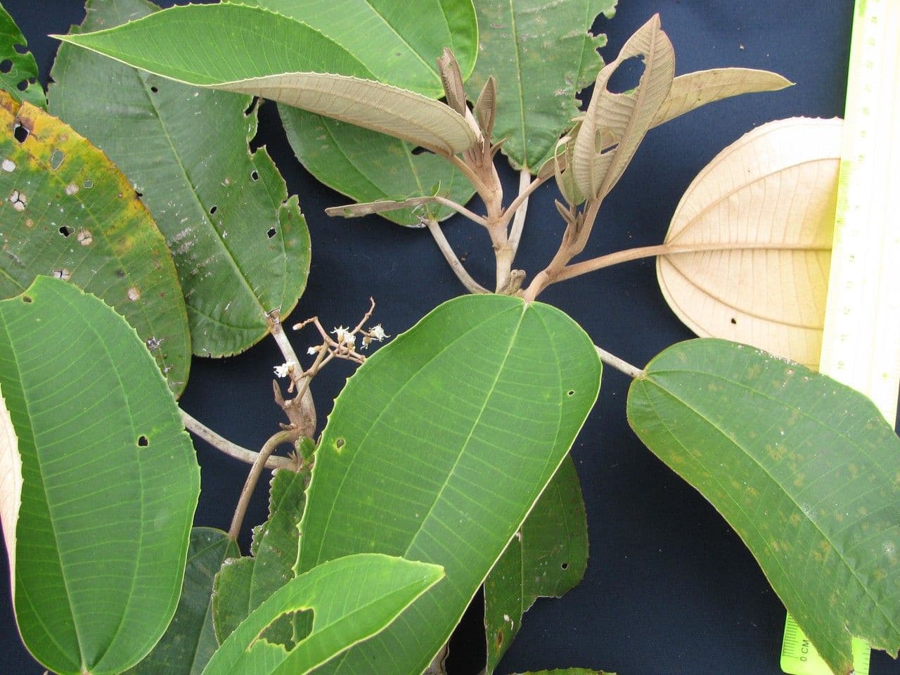 Miconia 13