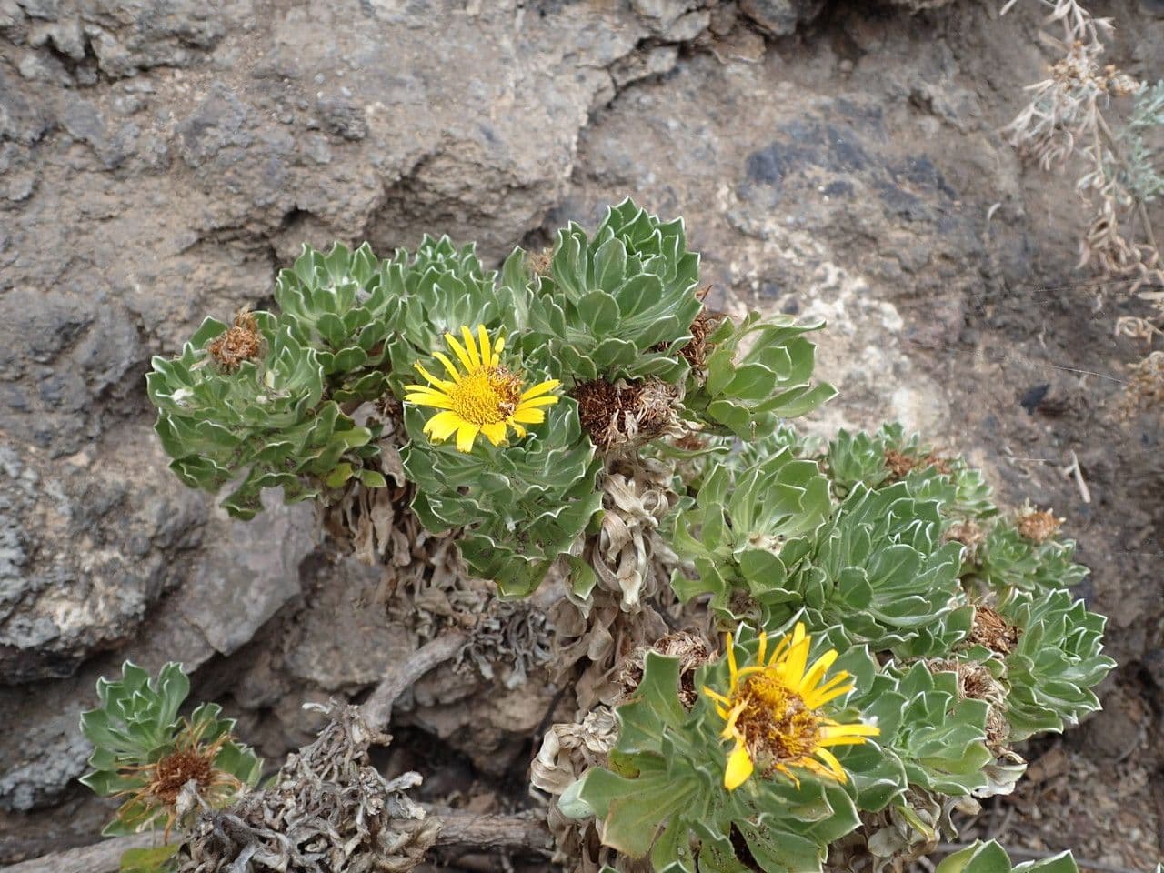 Sternblume 8