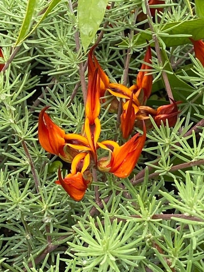 Korallenklee