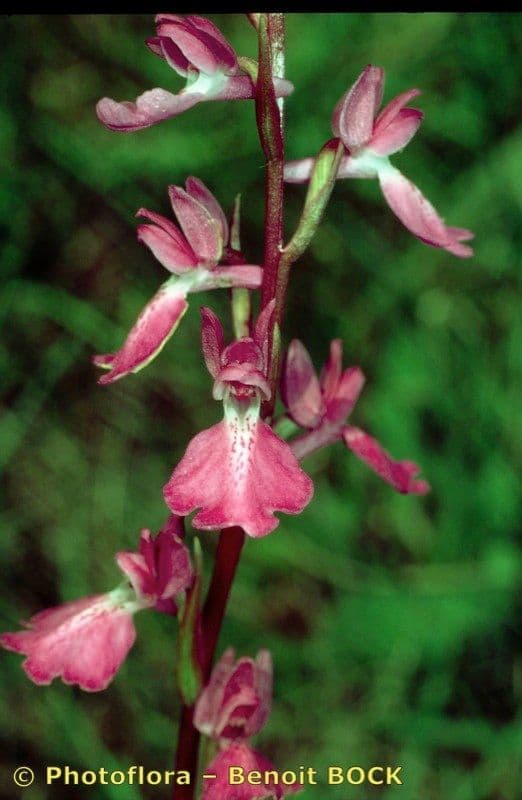 Sumpf-Knabenkraut 17