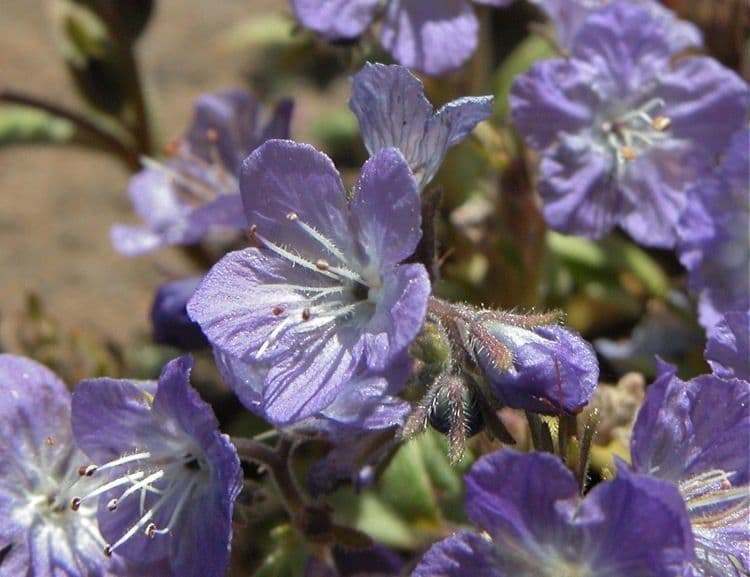 Pringles Phacelia 2